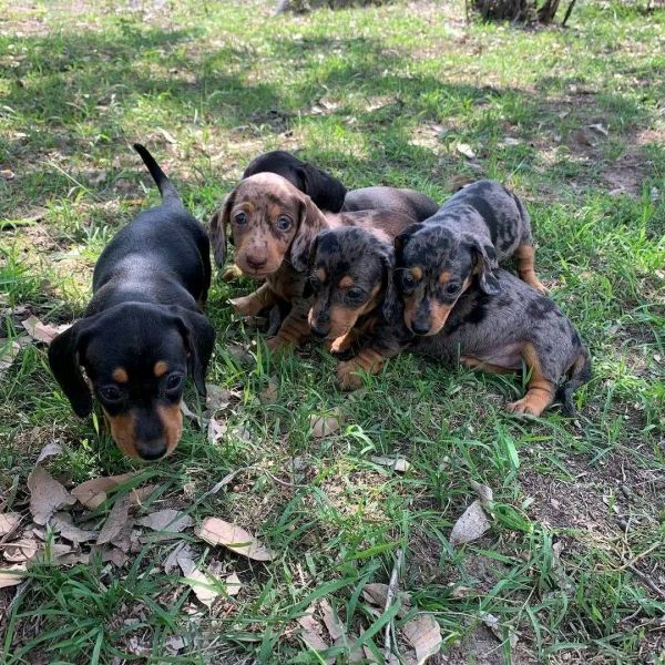 Dachshund puppies