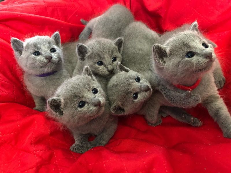  Russia Blue Kittens For Sale