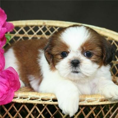Addorable shih tzu puppy looking for an addorable home
