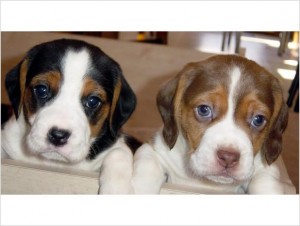 Cute Healthy Beagle puppies for sale
