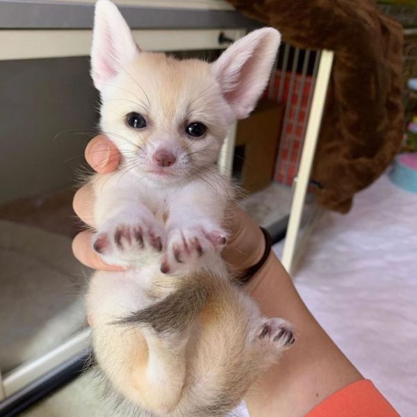  Fennec Fox for sale