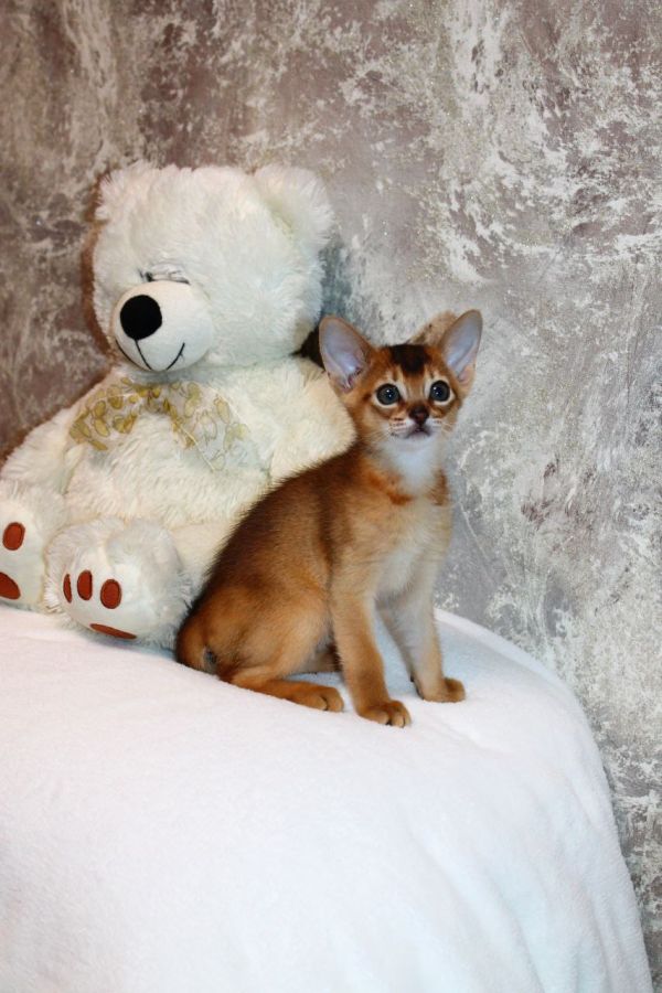 Abyssinia Kittens For Sale