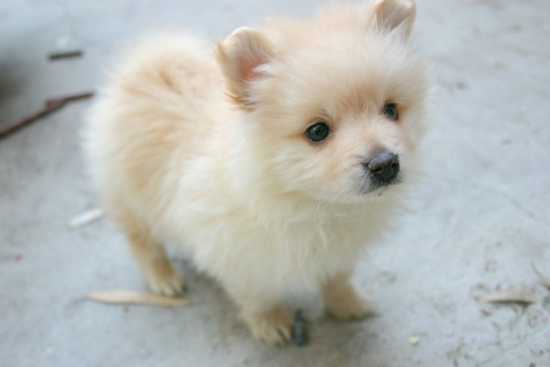 Lovely Little Pomeranian 