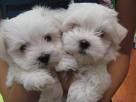 Cute and adorable teacup maltese puppies for adoption