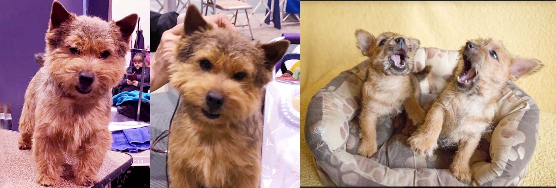 Norwich Terrier Puppies Read for Rehoming