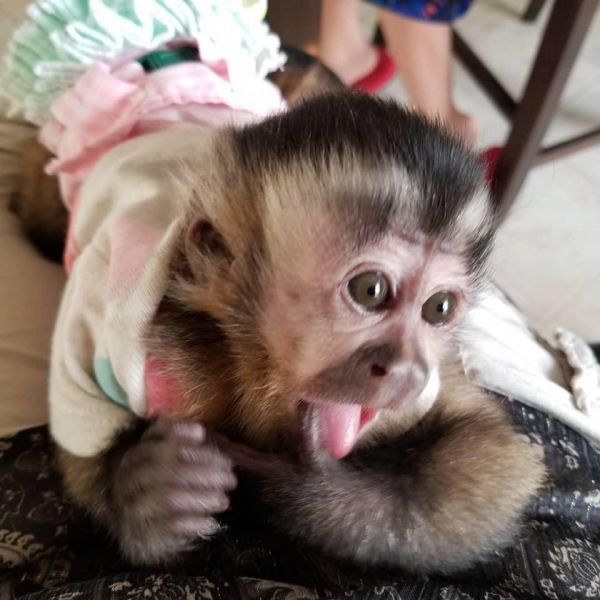 Super cute and potty train capuchin monkeys  