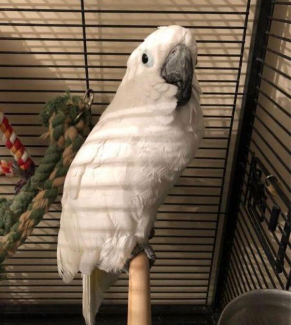 umbrella cockatoo price umbrella cockatoo price