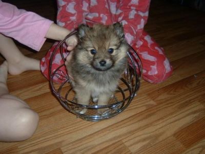 Respectful Pomeranian puppies for a new home