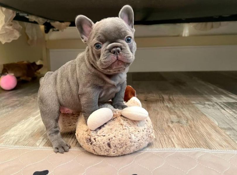 Kids Loving Frenchies pups 