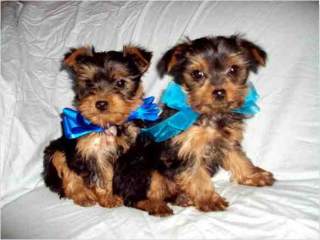 Cute yorkie puppies