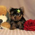 Cute Teacup Yorkie Puppies For Adoption
