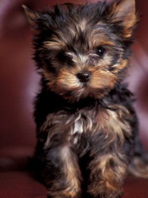 Yorkshire-Terrier puppies need a good family