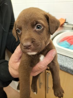 Labrador Retriever Puppies Available
