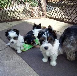 Absolutely Healthy Biewer Terriers Puppies.