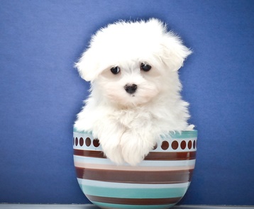 Beautiful Maltese Terrier Puppies