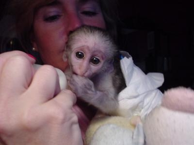 Male and Female Baby Capuchin Monkeys For Sale text (931)298-0022