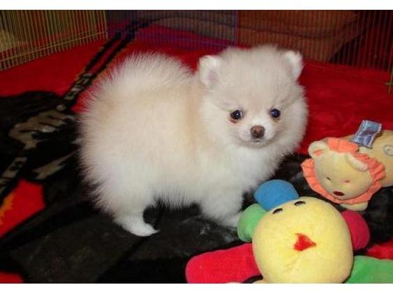 Christmas cute teacup Pomeranian puppies available@