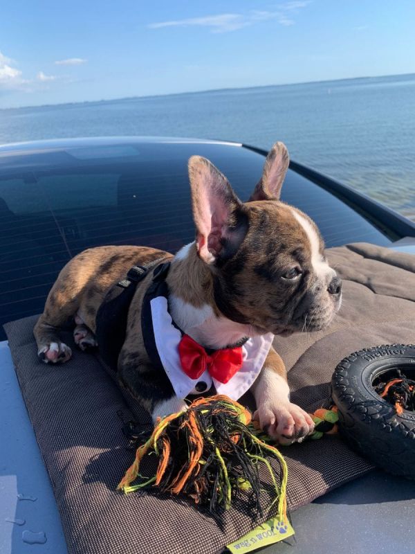 Akc French Bulldog puppies available
