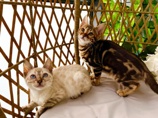Bengal/Savannah Kittens For Sale
