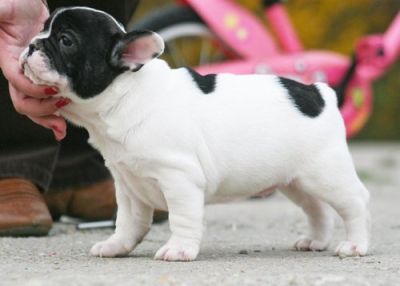 Happy french bull dog for a welcoming pet family