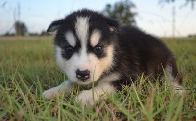   Healthy Looking Siberian Husky Puppies