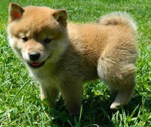 Cute shuba pups