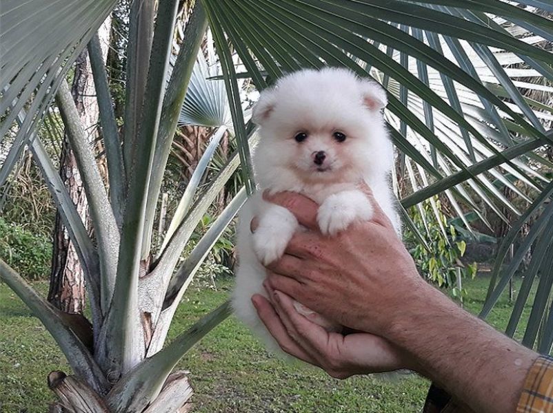Teacup Pomeranian Puppies Available (440) 340-3236