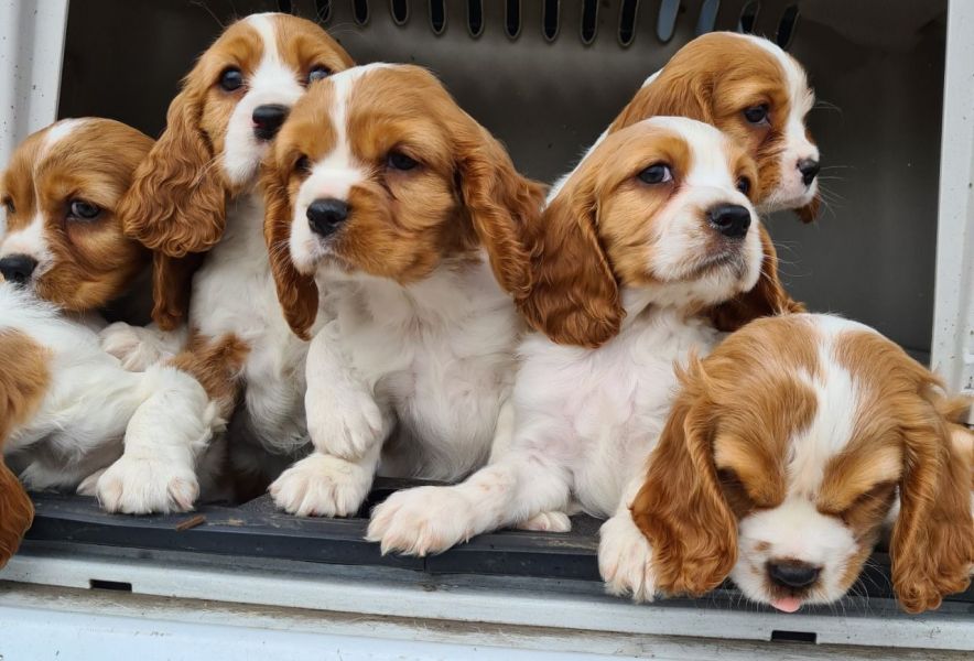 Cavalier King Charles Puppies