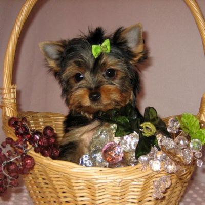 Affectionate male and female teacup yorkie puppies for  adopt