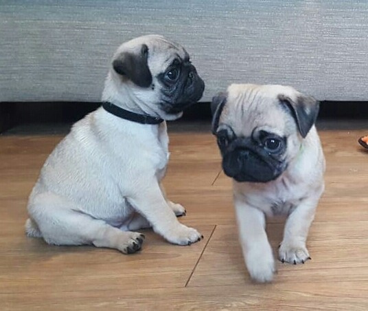 Good looking Pug puppies ready for sale