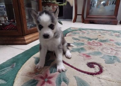 Adorable Siberian Husky Puppies Available