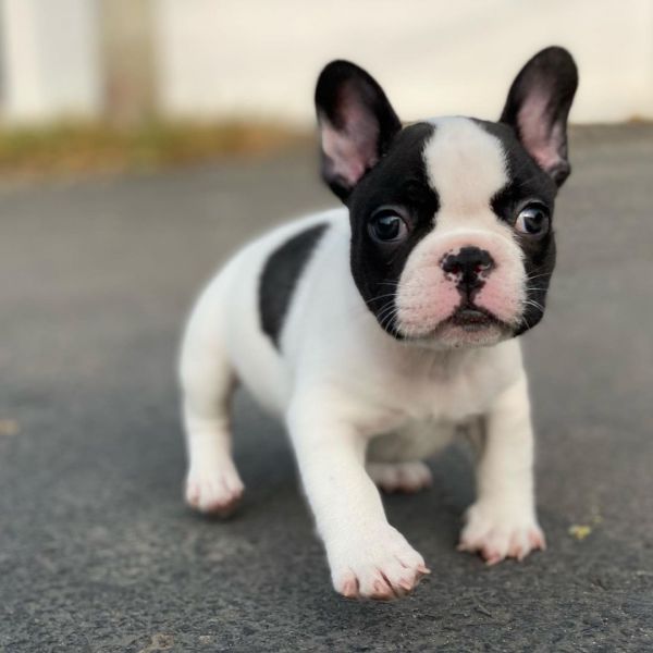 Well Trained French Bulldog puppies.