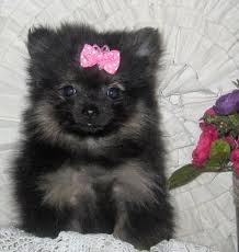 Charming female and male Pomeranian puppies